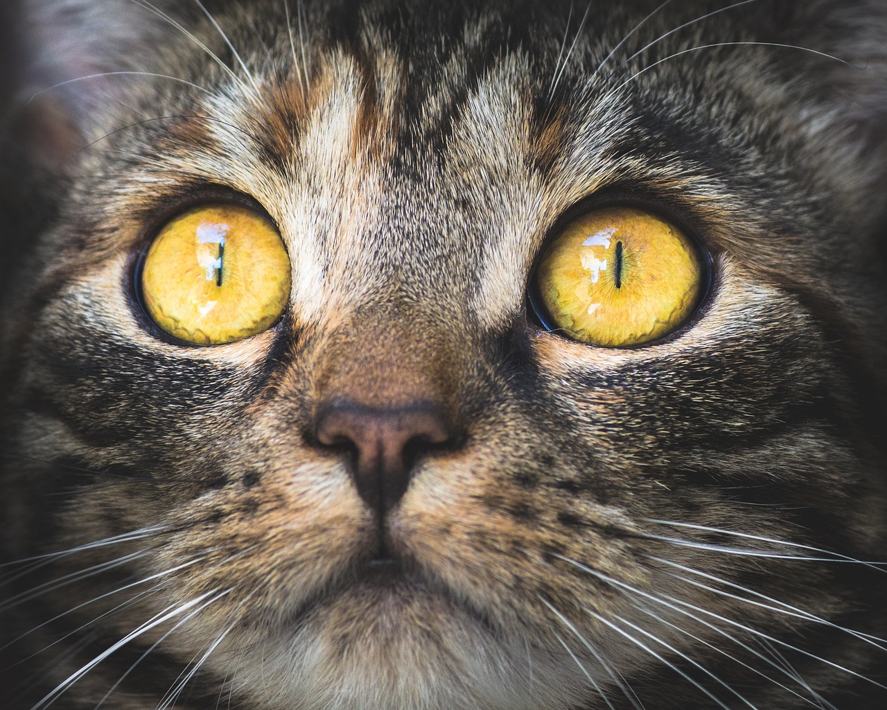 Infecções nos olhos dos cães e gatos podem causar cegueira - News Rondônia
