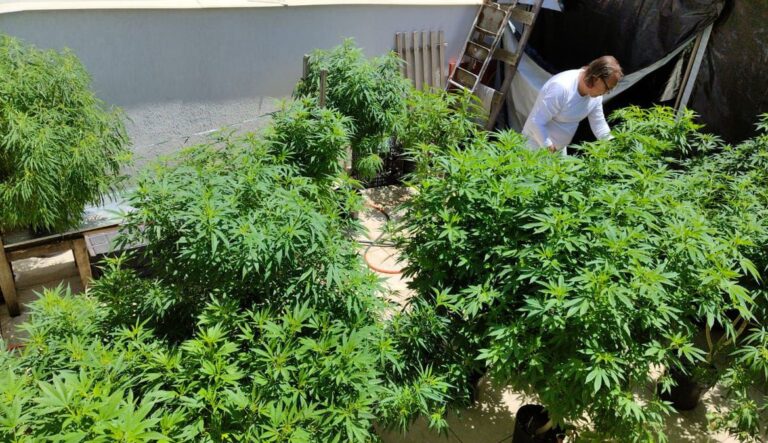 Liberação da cannabis no Uruguai manteve privilégios e exclusões