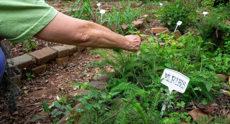 Fiocruz propõe revisão da política de plantas medicinais