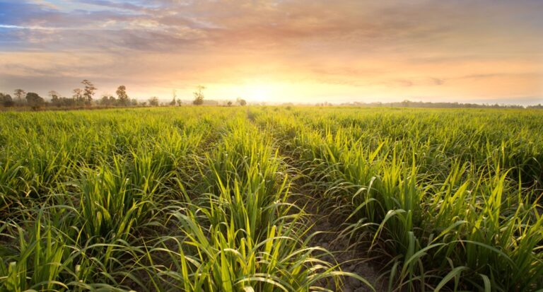 Conab prevê produção de cana-de-açúcar em 652,9 milhões de toneladas influenciada por boa produtividade