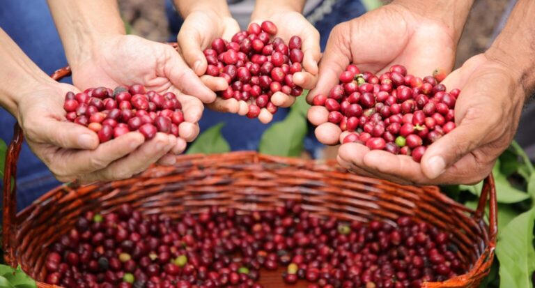 Investimentos do governo na Cafeicultura fomenta a participação de mulheres no Concurso “Florada Premiada”