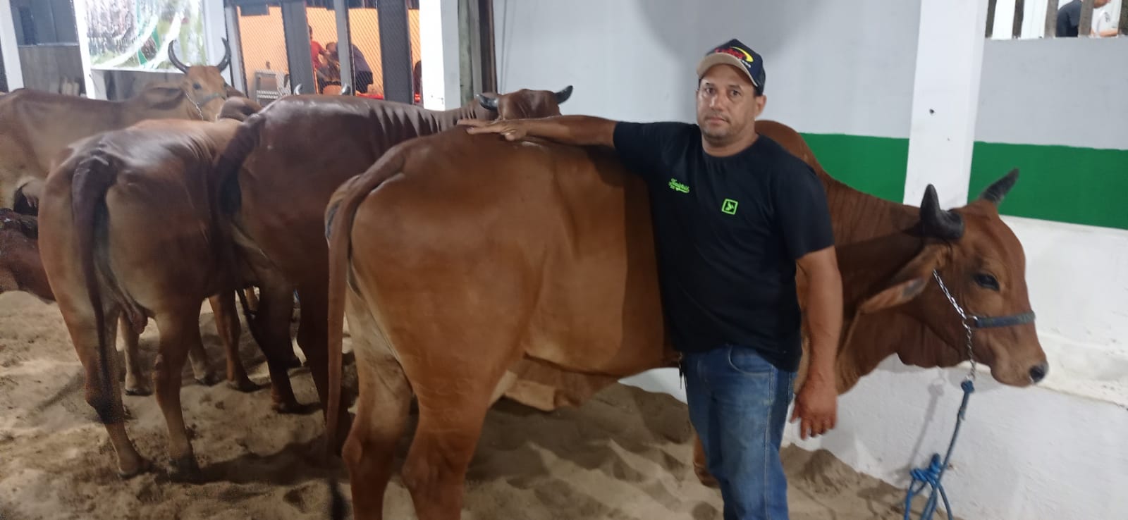Feira no Acre enaltece o melhor da pecuária de Rondônia: Vaca de meia tonelada chama atenção - News Rondônia
