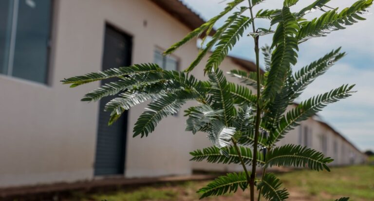 Município orienta sobre plantio, poda e erradicação de árvores em Porto Velho