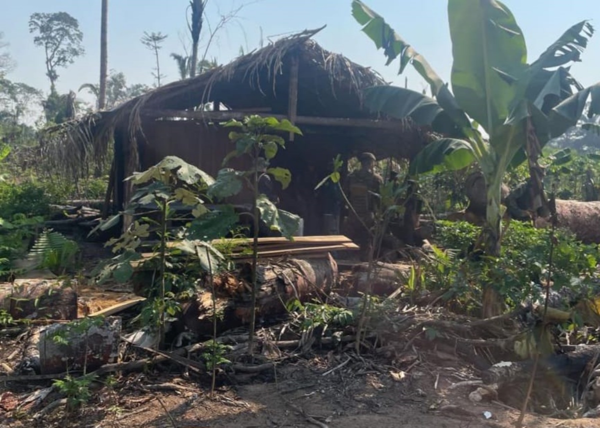 Polícia Federal deflagra operação contra extração ilegal de madeira em reserva indígena em Rondônia - News Rondônia Polícia Federal deflagra operação contra extração ilegal de madeira em reserva indígena em Rondônia - News Rondônia