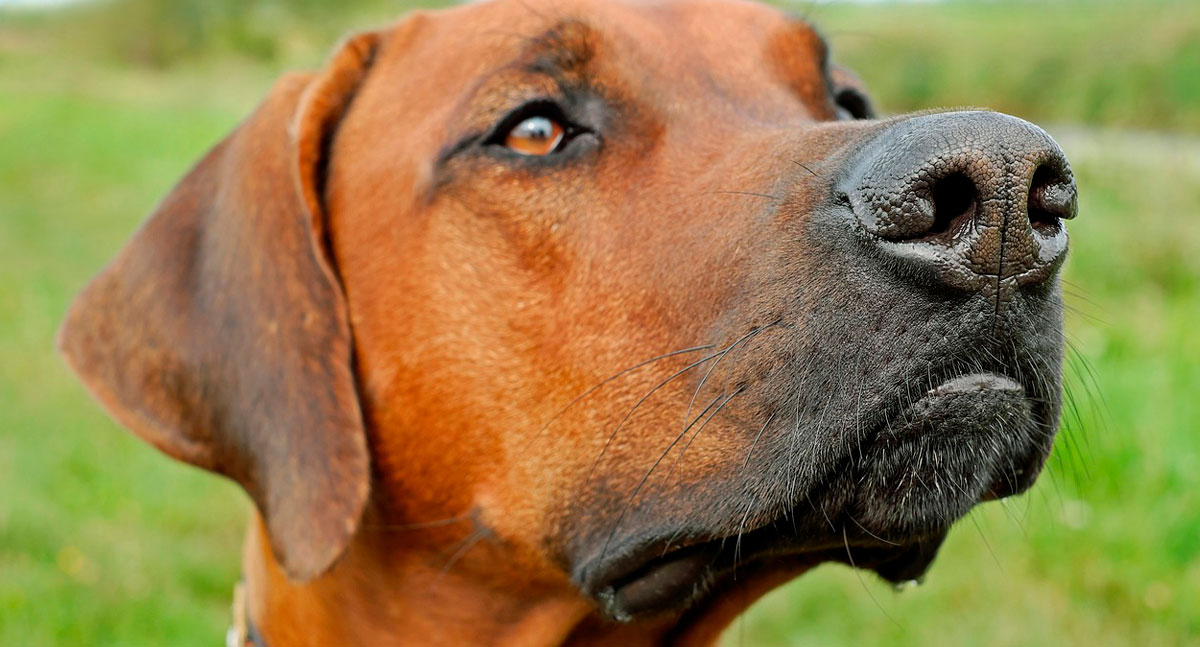 Infecções nos olhos dos cães e gatos podem causar cegueira - News Rondônia