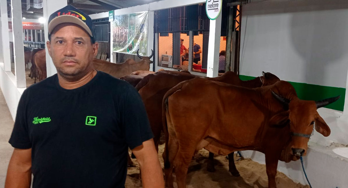 Feira no Acre enaltece o melhor da pecuária de Rondônia: Vaca de meia tonelada chama atenção - News Rondônia