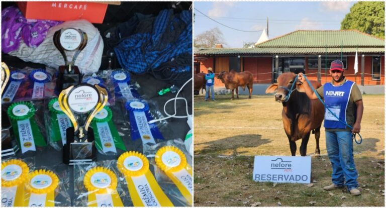 Fazenda de Rondônia vence categorias distintas em campeonato de genética de gado no Acre - News Rondônia