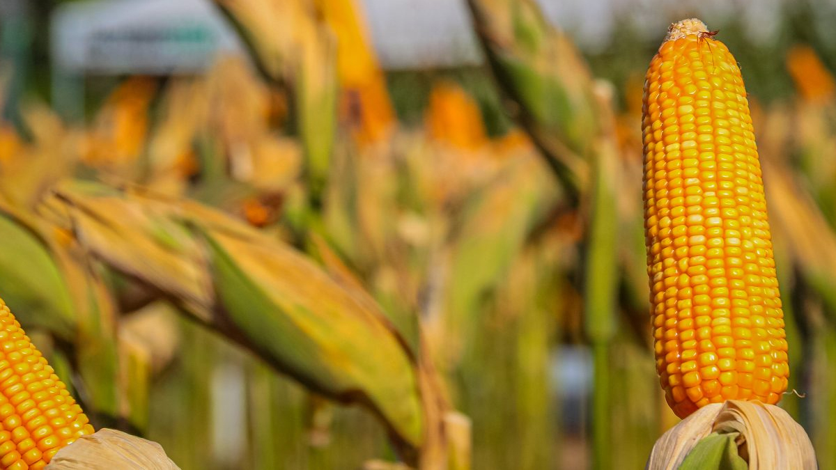 Rondônia bate recorde na produção de grãos - News Rondônia