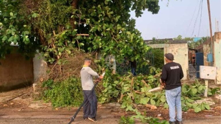 ALERTA - Equipes da Prefeitura atenderam sete chamados de quedas de árvores na quarta-feira (20) - News Rondônia