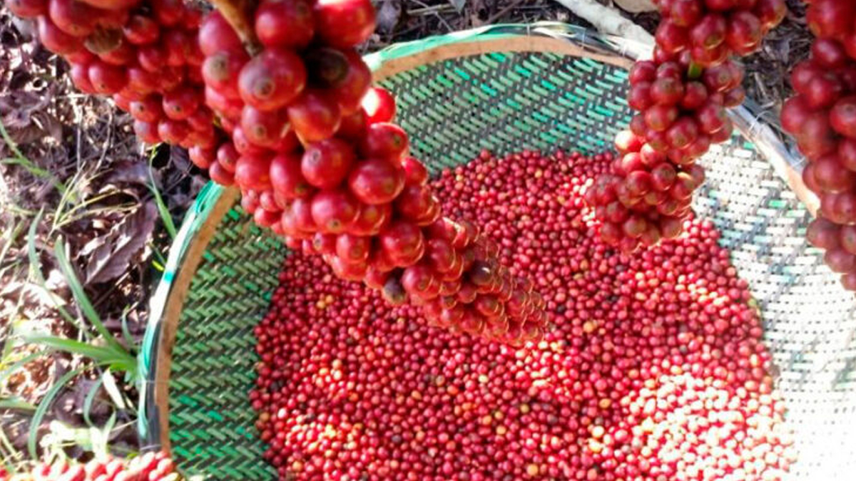 Ações de incentivo do Governo de Rondônia aumentam desenvolvimento da cultura cafeeira - News Rondônia