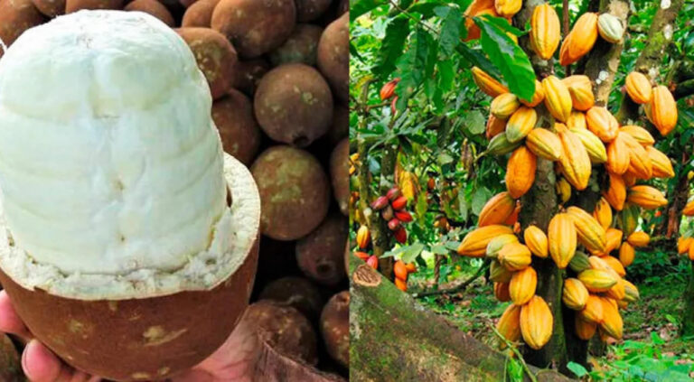 Cláudia de Jesus pede trabalho preventivo para evitar fungo em plantações de cacau e cupuaçu