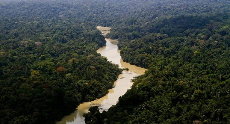 Alertas de desmatamento na Amazônia caem 66% em agosto