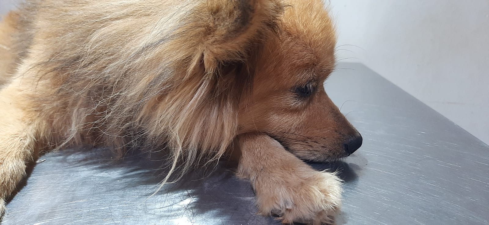 Maus-tratos: cão jogado da janela de veículo no Mariana, não era o Tarô - News Rondônia