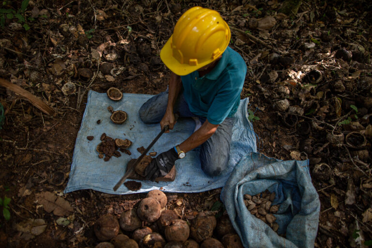 EMBRAPA: Dia de Campo promove práticas sustentáveis para produção de castanha-da-amazônia - News Rondônia