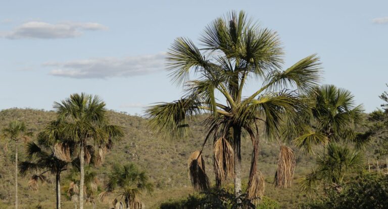 Exemplo de preservação, Quilombo Kalunga mantém nativos 83% do Cerrado