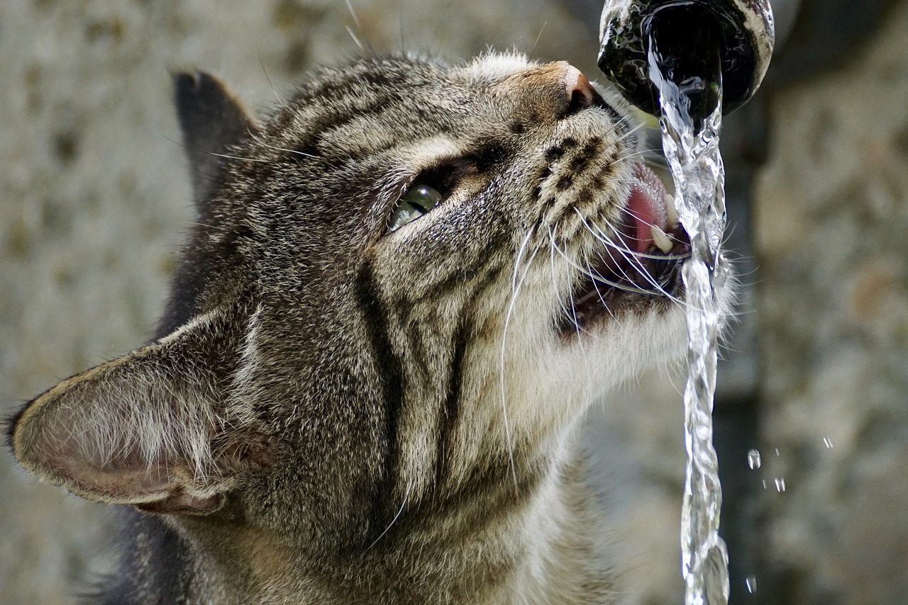 Hidratação correta pode evitar doença renal crônica nos pets - News Rondônia