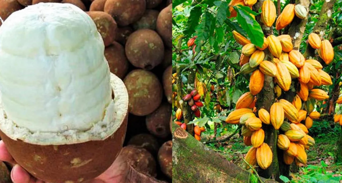 Cláudia de Jesus pede trabalho preventivo para evitar fungo em plantações de cacau e cupuaçu