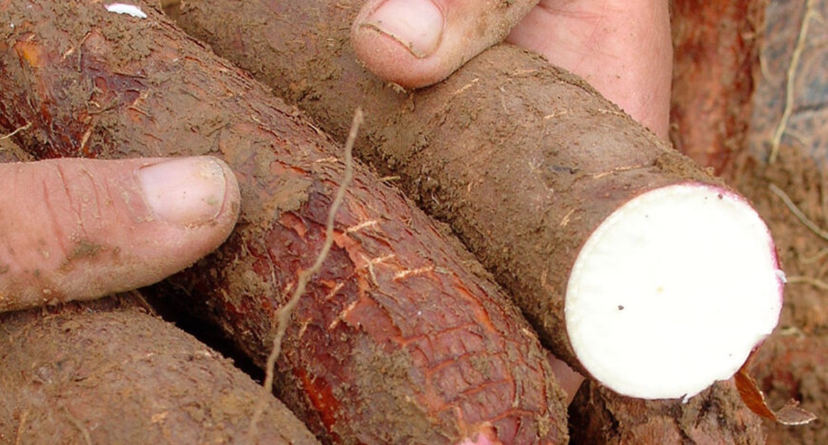 Nova tecnologia de produção de mandioca é apresentada pela Emater para fortalecer agricultura familiar - News Rondônia Nova tecnologia de produção de mandioca é apresentada pela Emater para fortalecer agricultura familiar