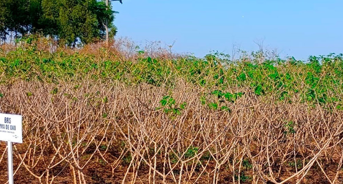 Nova tecnologia de produção de mandioca é apresentada pela Emater para fortalecer agricultura familiar