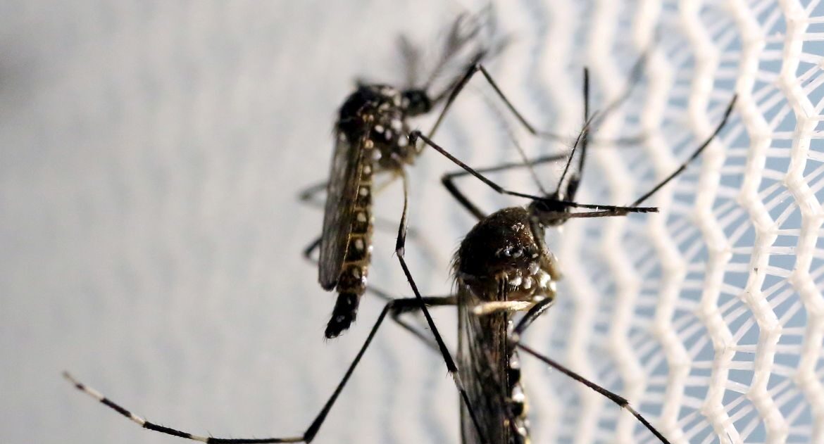 Mosquitos de Aedes aegypti são vistos no laboratório da Oxitec em Campinas