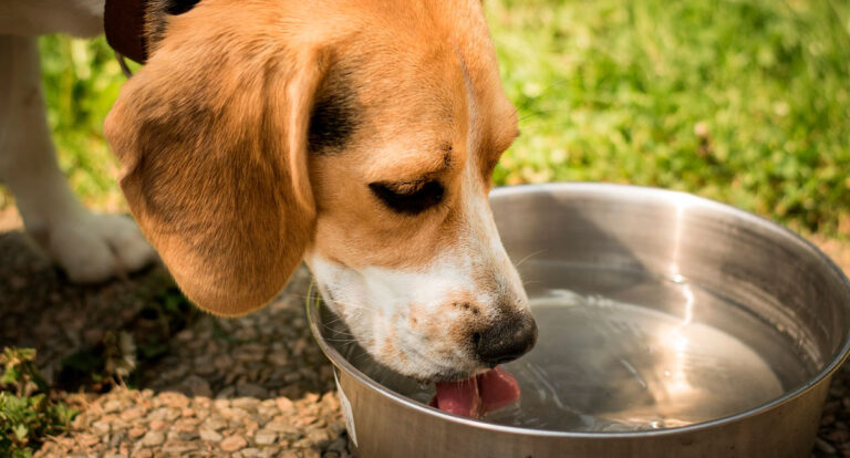 Hidratação correta pode evitar doença renal crônica nos pets - News Rondônia