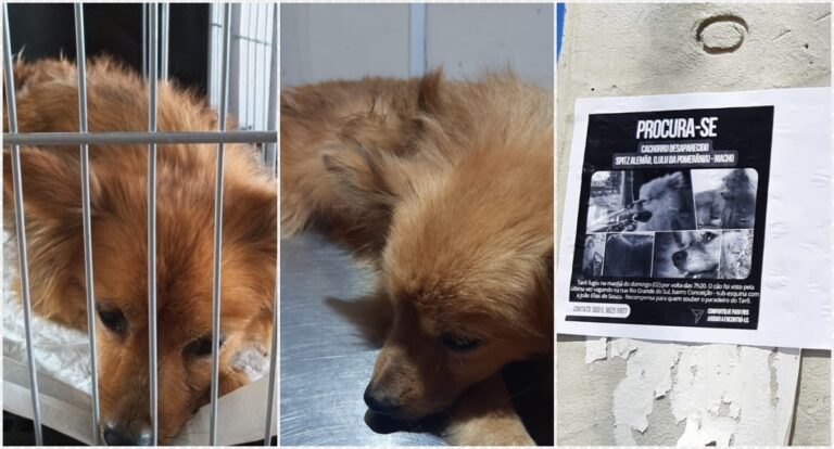 Maus-tratos: cão jogado da janela de veículo no Mariana, não era o Tarô - News Rondônia