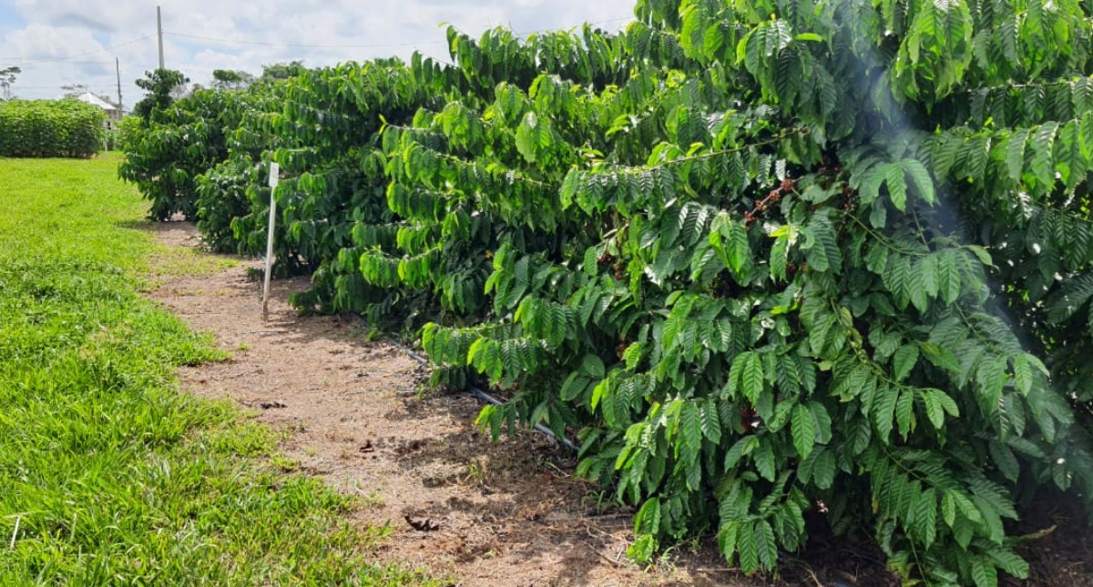 Produção de café em Rondônia tem aumento de 24,1% entre 2021 e 2022