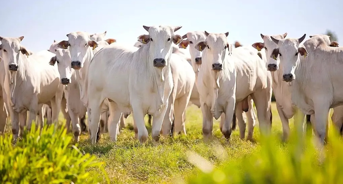 Rebanho bovino de Rondônia aumenta 17,1% em um ano