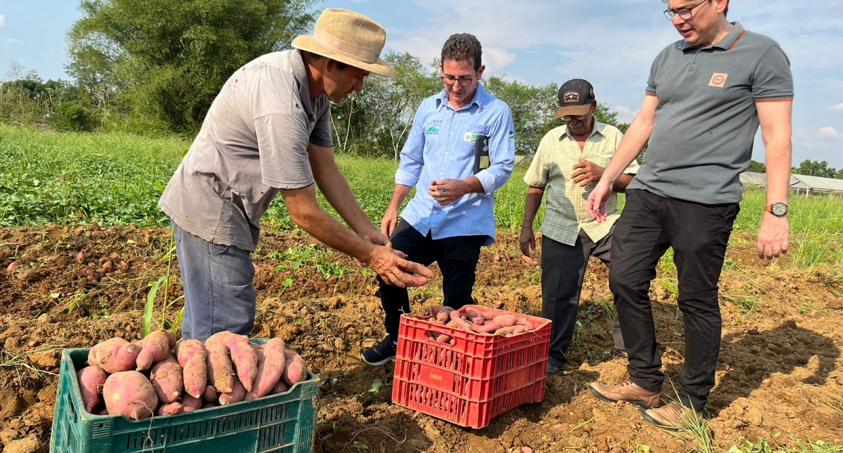 Com auxílio da Prefeitura de Jaru, produtor produz cerca de 15 toneladas de batata-doce por mês; produção fomenta o comércio local - News Rondônia