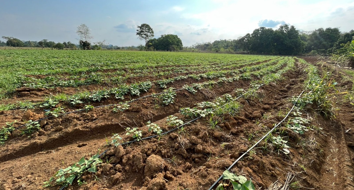 Com auxílio da Prefeitura de Jaru, produtor produz cerca de 15 toneladas de batata-doce por mês; produção fomenta o comércio local - News Rondônia