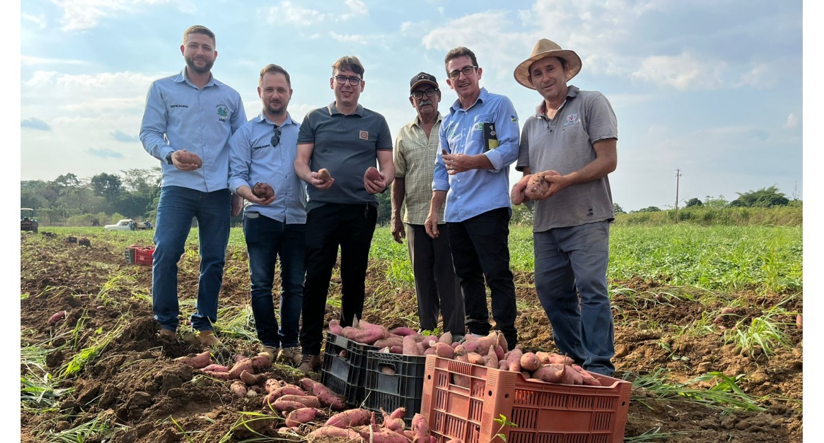 Com auxílio da Prefeitura de Jaru, produtor produz cerca de 15 toneladas de batata-doce por mês; produção fomenta o comércio local - News Rondônia
