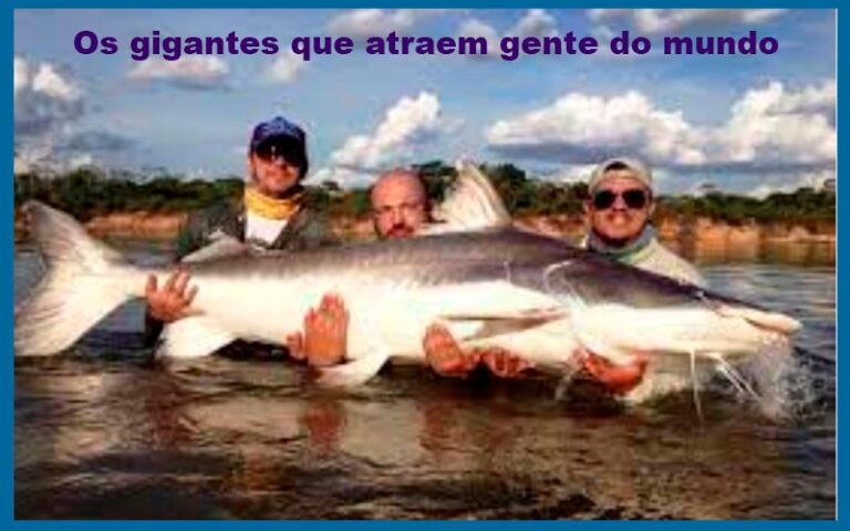 PESCA ESPORTIVA: Vinda de mais de mil apaixonados pela pesca esportiva: este tipo de turismo de Rondônia só cresce, mesmo sem estrutura - News Rondônia
