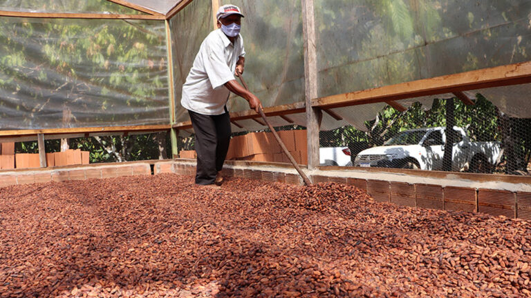 Cacauicultura de Rondônia avança com ações que refletem na produtividade e reconhecimento da qualidade - News Rondônia