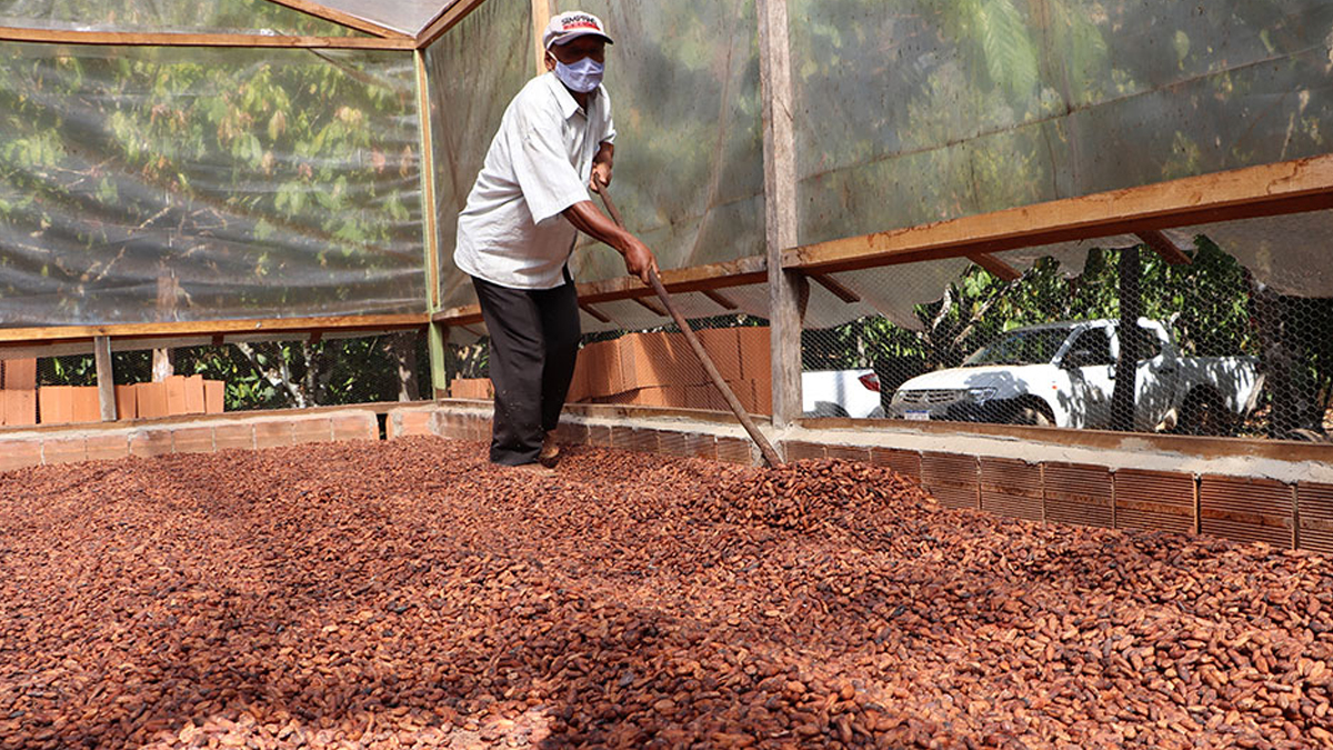 Cacauicultura de Rondônia avança com ações que refletem na produtividade e reconhecimento da qualidade - News Rondônia