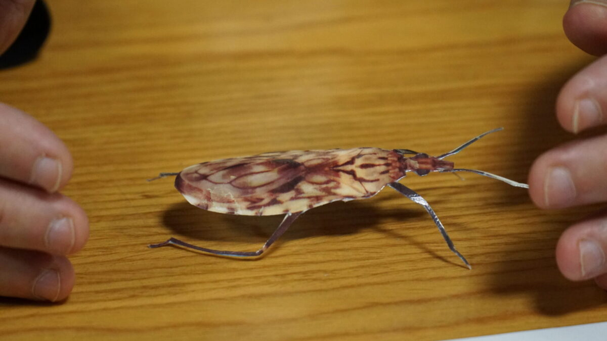 DOENÇA DE CHAGAS: Técnicos da saúde recebem capacitação para identificação do inseto “barbeiro” em Porto Velho - News Rondônia