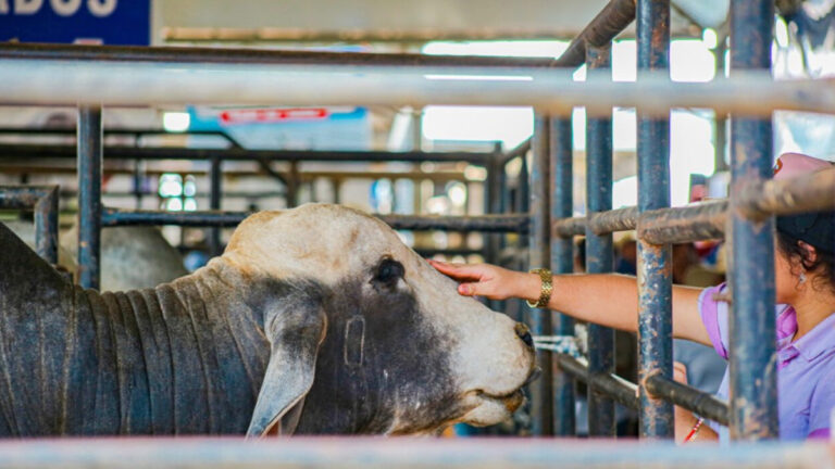 OPORTUNIDADE - Governo do Estado abre processo seletivo simplificado para recomposição do quadro de médicos veterinários - News Rondônia
