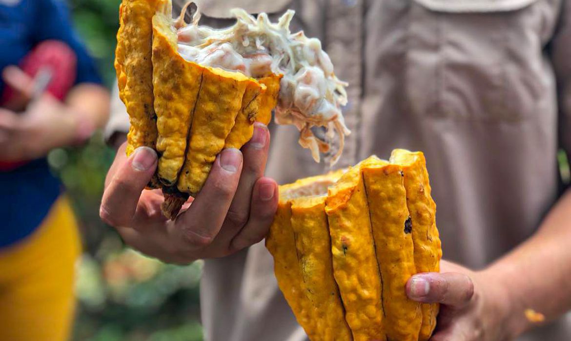 Costa Rica busca maior produtividade e sustentabilidade do cacau