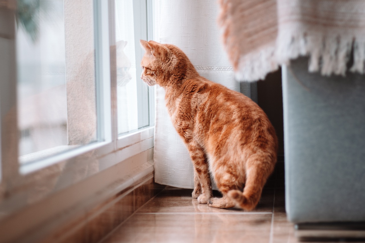 Ambiente limpo promove a segurança e o bem-estar dos pets - News Rondônia Ambiente limpo promove a segurança e o bem-estar dos pets - News Rondônia
