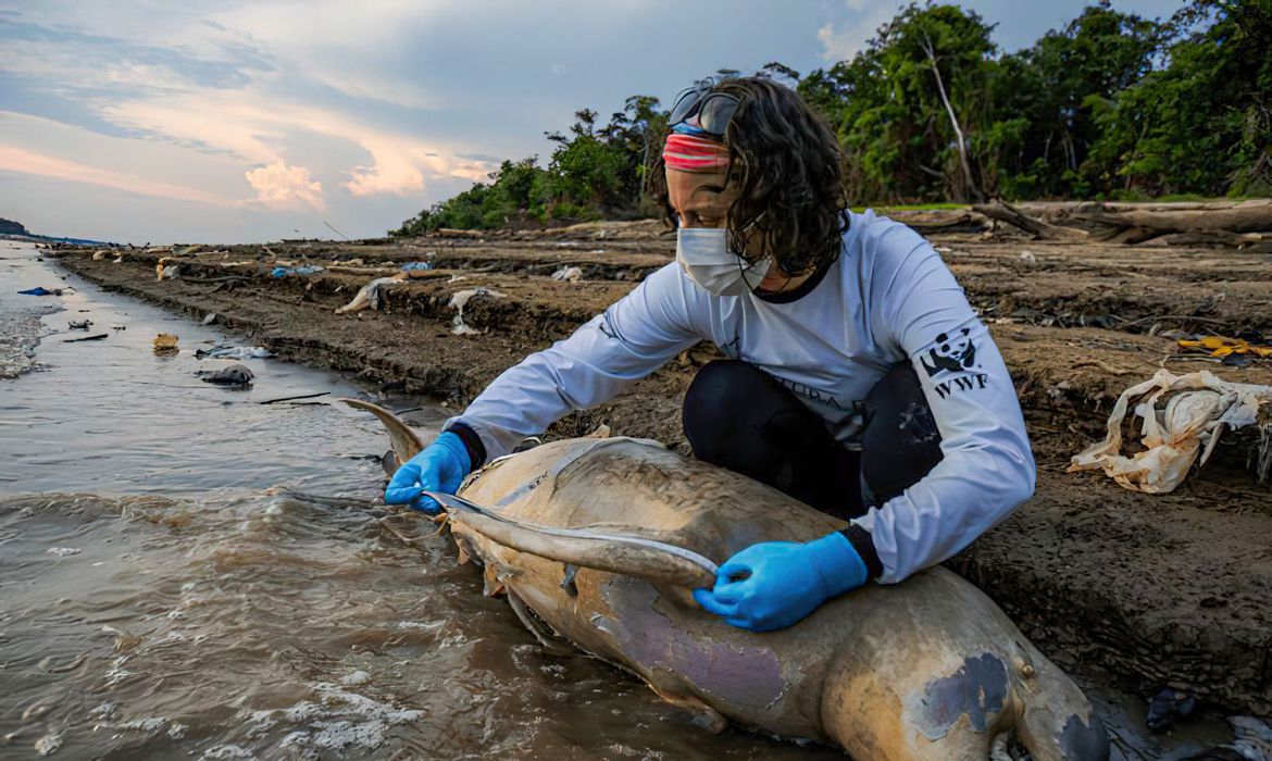 MORTE DE BOTOS NO AMAZONAS: ICMBio vai apurar causas - News Rondônia