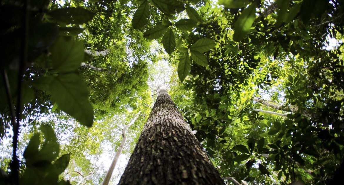 Fundo Amazônia recebe as primeiras doações dos EUA e da Suíça