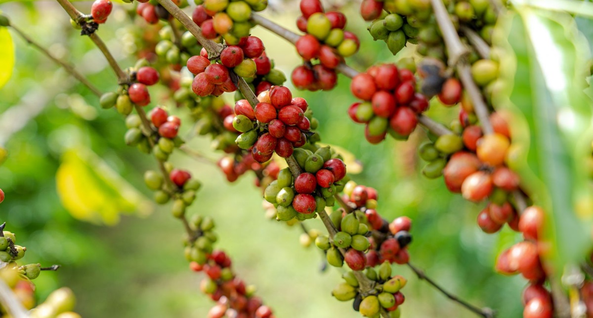 Produtores rurais vão participar do Dia de Campo do Café em Rio Pardo e União Bandeirantes