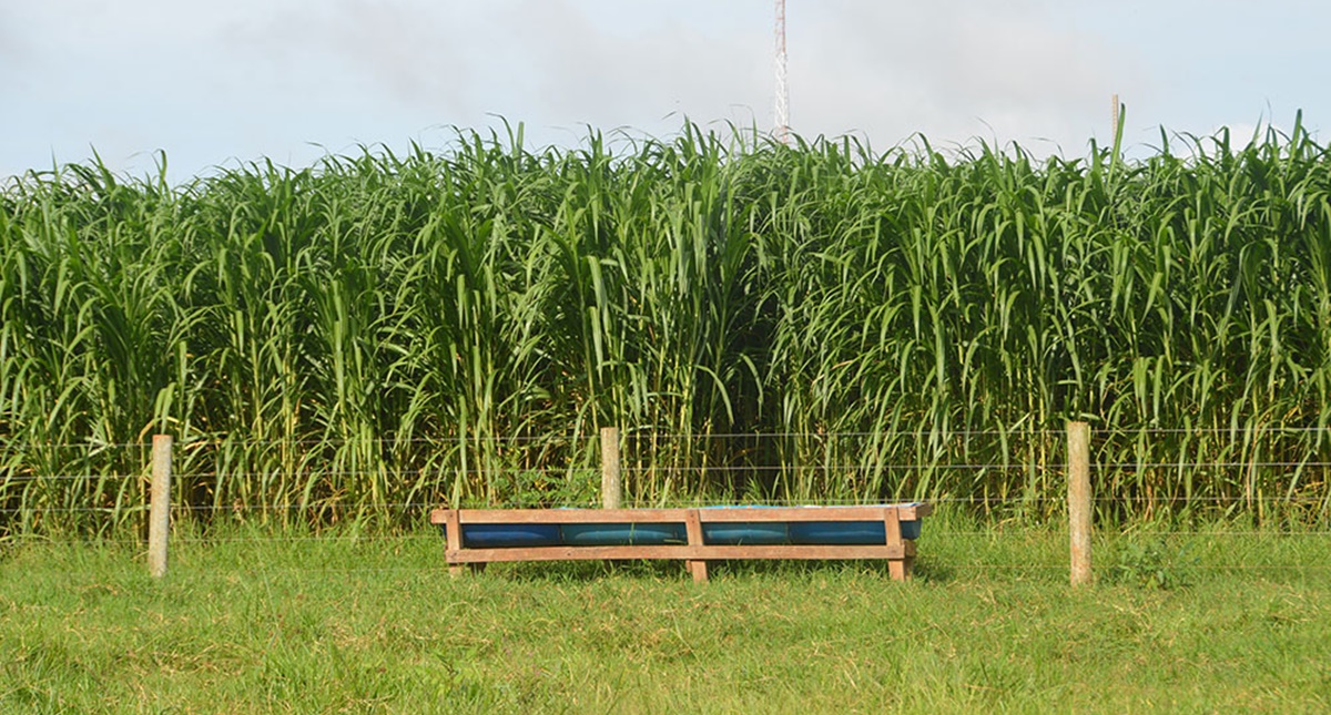 Variedades especiais de capim melhoram o desempenho da produtividade na bovinocultura de Rondônia