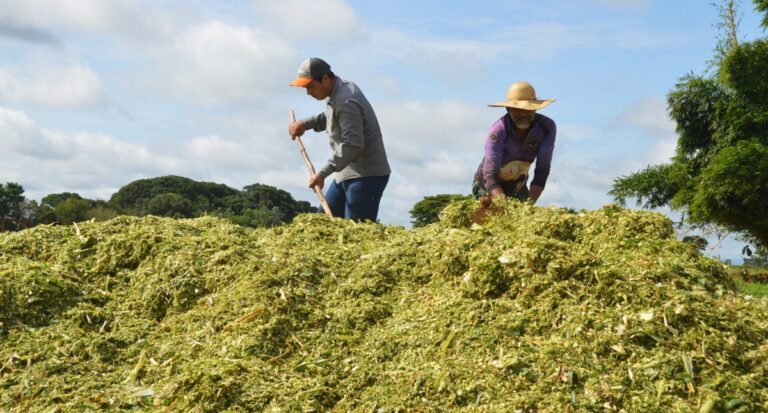 Variedades especiais de capim melhoram o desempenho da produtividade na bovinocultura de Rondônia