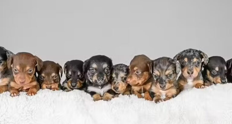 Cachorrinha tem 11 filhotes e pode quebrar recorde mundial