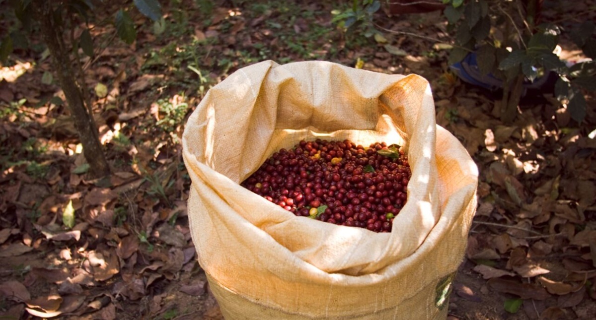 Governo do Estado divulga resultados da categoria qualidade do café