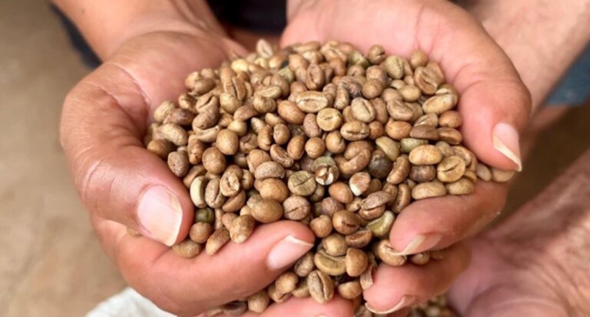 Governo do Estado divulga resultados da categoria qualidade do café