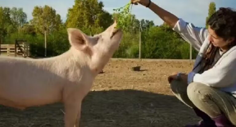 Porquinho esperto foge de matadouro e se abriga em santuário de animais