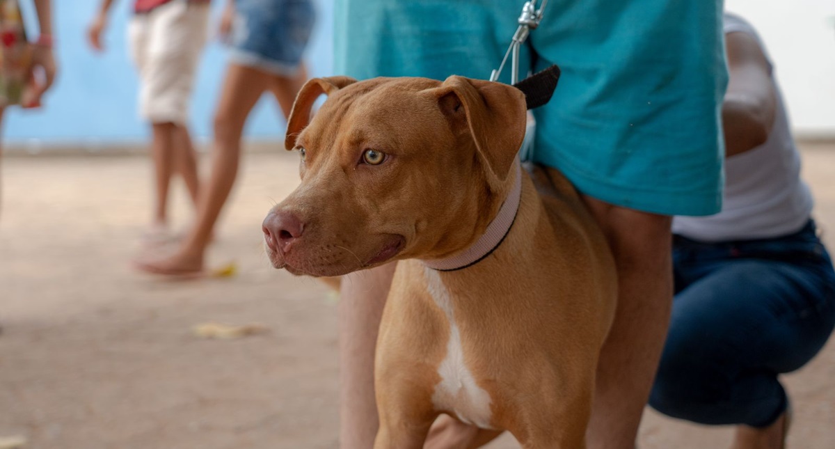 Mutirão de vacinação antirrábica imuniza quase 300 animais no fim de semana