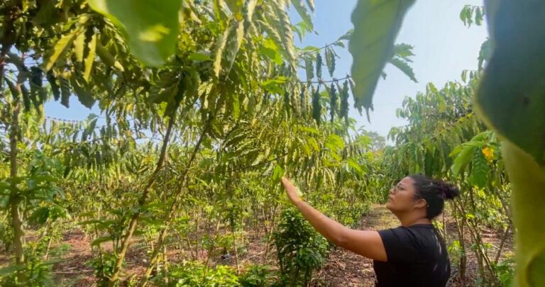 Produtoras de café de Rondônia alcançam final em competição nacional de excelência - News Rondônia Produtoras de café de Rondônia alcançam final em competição nacional de excelência - News Rondônia