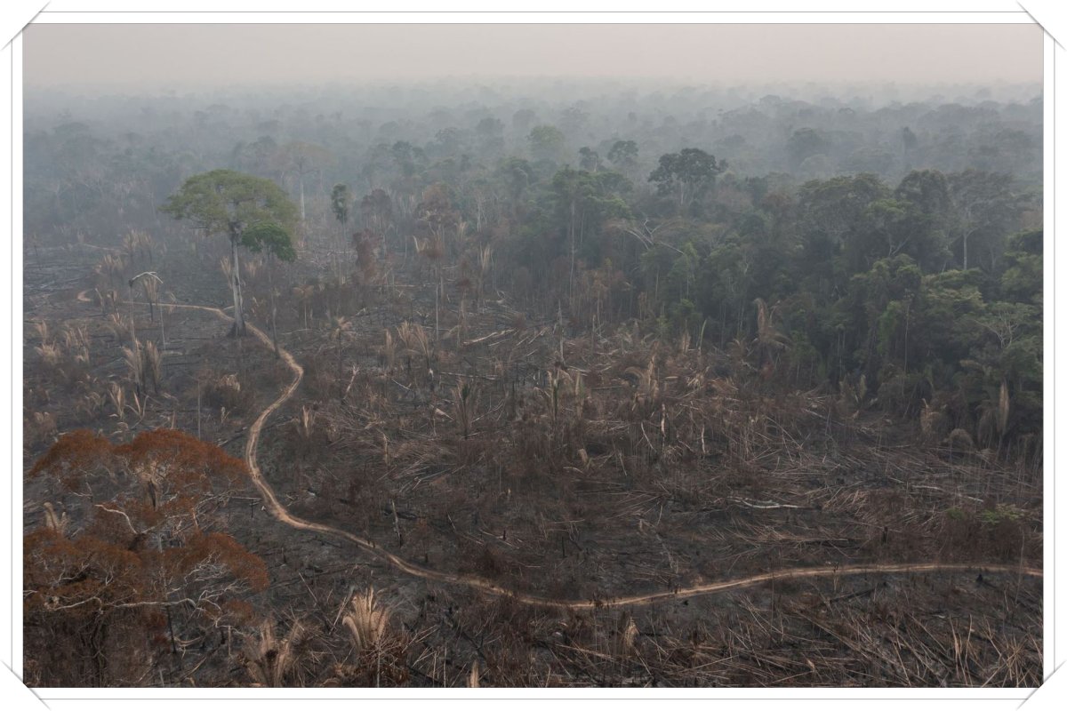 Desmatamento pode riscar do mapa 953 km² de floresta em Rondônia - News Rondônia